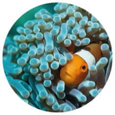 shumee WallArt Okrogla stenska poslikava Nemo the Anemonefish, 142,5 cm