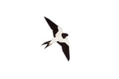 BeWooden broška Swallow Brooch iz lesa univerzalna